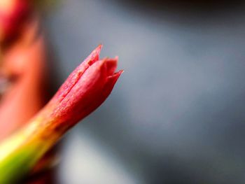 Close-up of red rose flower