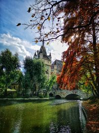 Trees with buildings in background