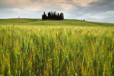 Scenic view of agricultural field against sky