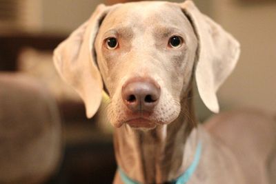 Close-up portrait of dog