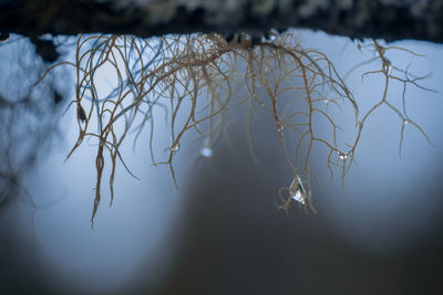 Bare trees in foggy weather