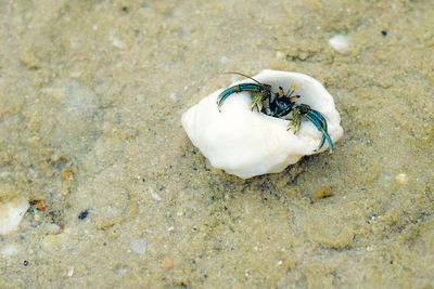High angle view of crab on sand