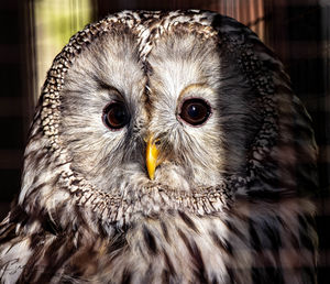 Close-up portrait of owl