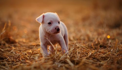 Puppy on hay grass