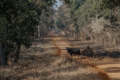 Indian gaur in it's habitat