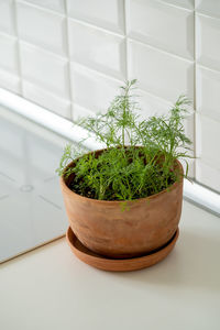 Close-up of potted plant on table