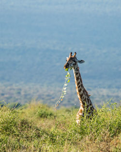 Giraffe grazing on grassy field