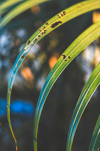 Close-up of water drops on plant