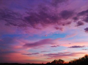 Purple trees against sky