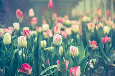 Tulip. beautiful tulip flowers. colorful tulips.