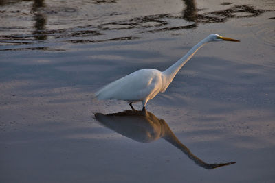 Bird on a lake