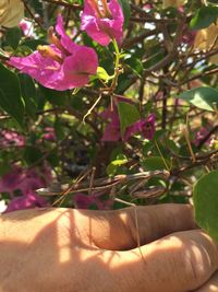 Close-up of pink flowers