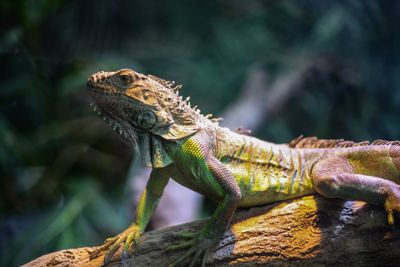 Close-up of lizard on tree in forest