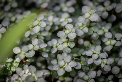 Close-up of wet plants