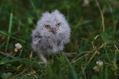 Baby owl on the field 