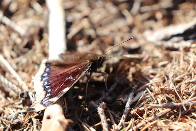 Close-up of butterfly on dry leaf on field