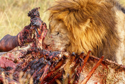 Male lion eating from a dead animal