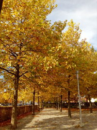 Autumn trees against sky