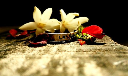 Close-up of flowers against blurred background