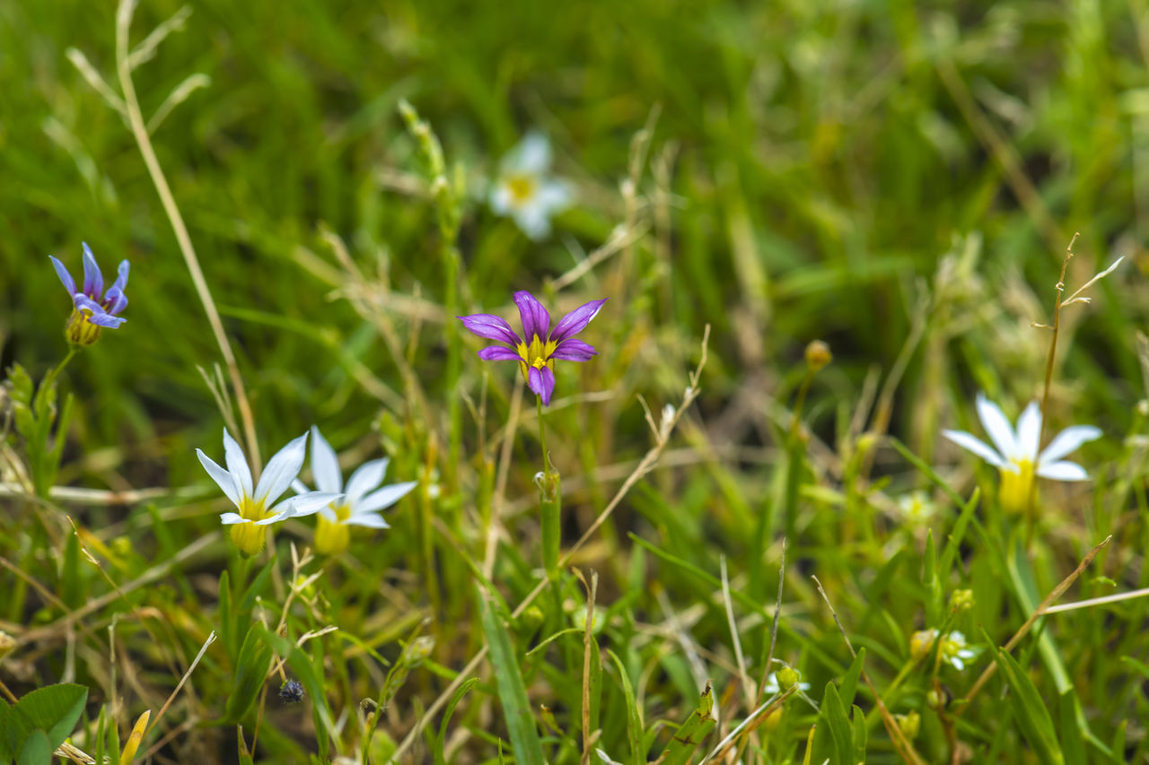 CLOSE-UP OF PURPLE FLOWERING PLANT ON FIELD