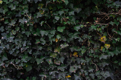 Full frame shot of ivy growing on field