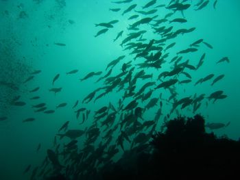 Fishes swimming in sea