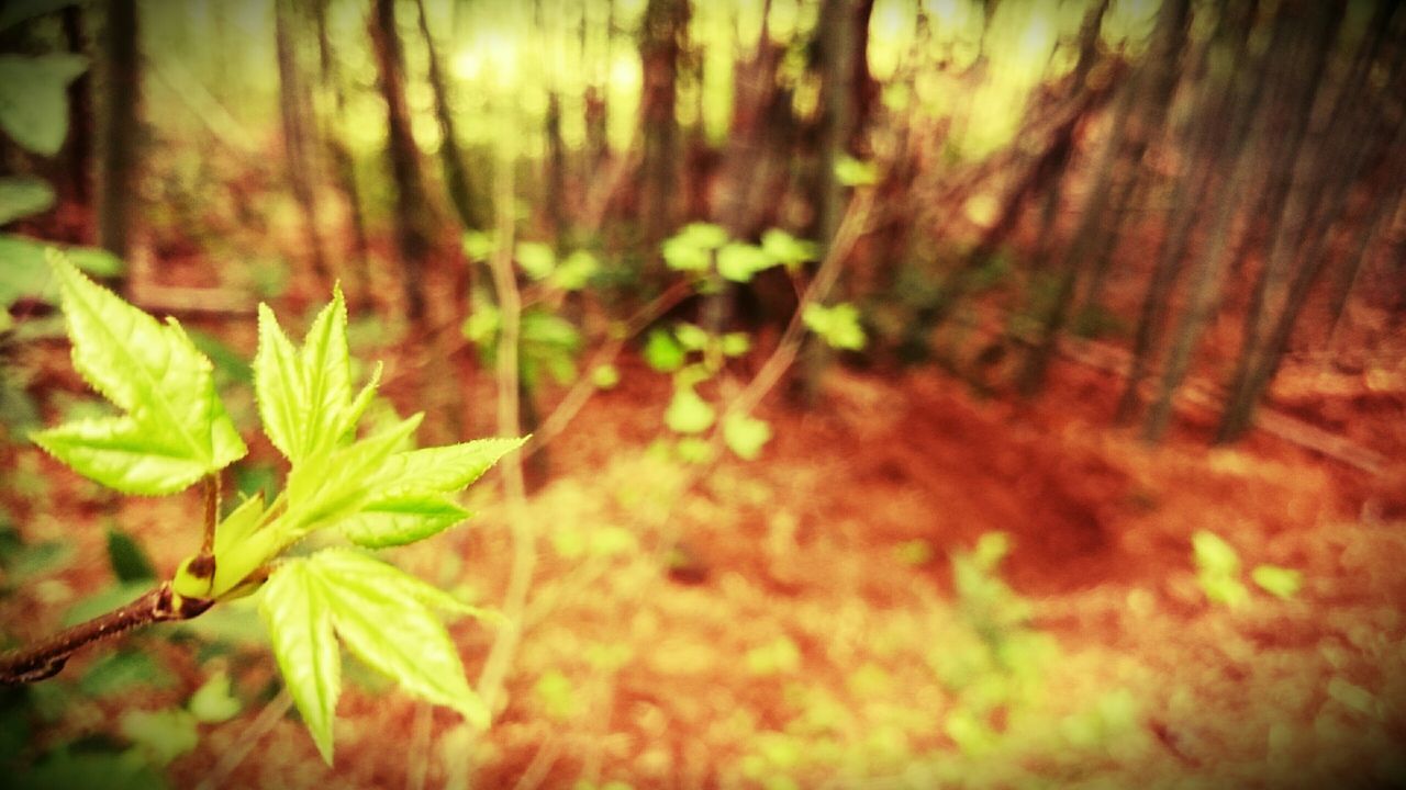 leaf, growth, plant, selective focus, nature, close-up, fragility, focus on foreground, green color, growing, beauty in nature, day, outdoors, sunlight, no people, freshness, flower, wall - building feature, tranquility, stem