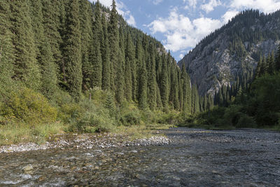 Scenic view of river by trees against sky