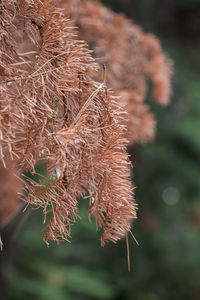 Close-up of dried plant