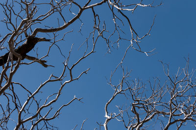 Low angle view of bare tree against clear blue sky