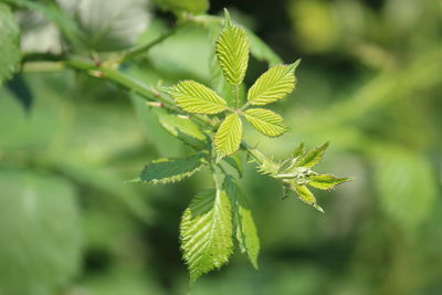 Close-up of green leaves