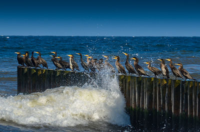 Birds on wooden post at sea