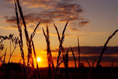 Close-up of plants at sunset