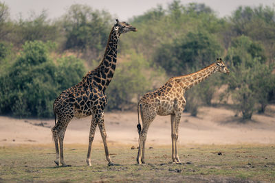 Giraffes on field