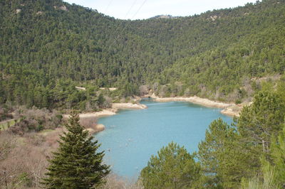 Scenic view of forest against sky