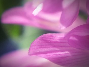 Close-up of pink flower