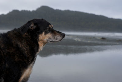 Dog looking away on land