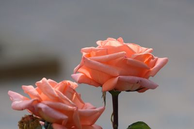 Close-up of rose against blurred background