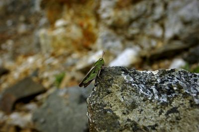 Close-up of insect on rock