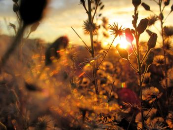 Close-up of yellow flowering plants on field