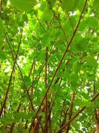 Low angle view of tree
