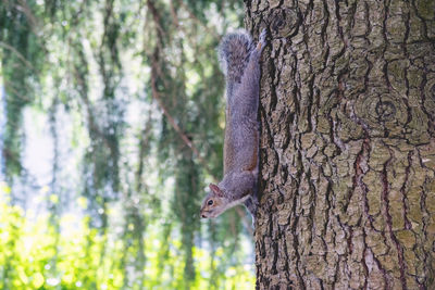 Close-up of squirrel on tree trunk
