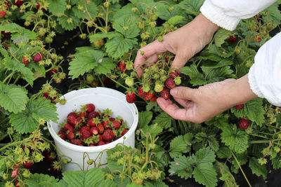 Strawberry harvesting, strawberry picking. woman hands picking strawberries. 