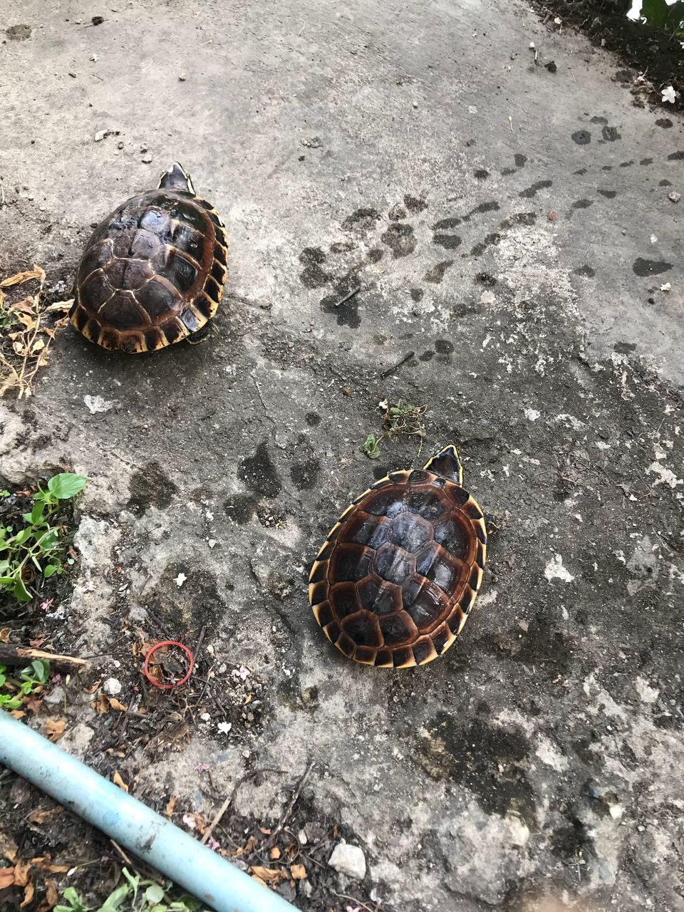 animal themes, animal wildlife, animal, shell, animals in the wild, animal shell, one animal, invertebrate, day, high angle view, reptile, turtle, nature, no people, close-up, mollusk, snail, outdoors, gastropod, crawling