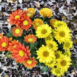 High angle view of yellow flowering plants