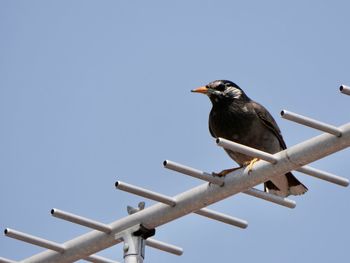bird