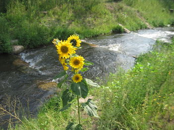 Close-up of flowers in water