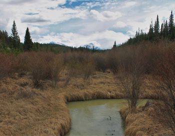 Scenic view of river amidst trees against sky