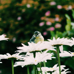 Close-up of bird perching on flower