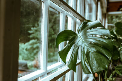 Close-up of plant seen through glass window